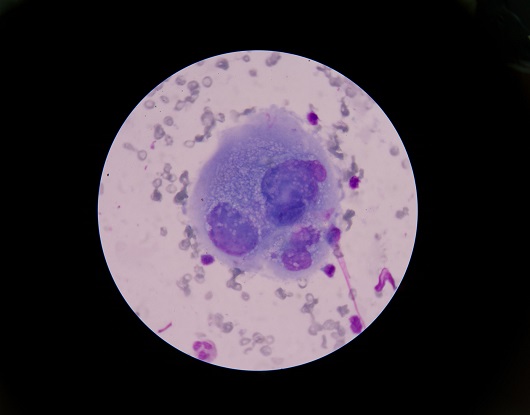 Reconnaitre et prendre en charge les pathologies dermatologiques bénignes