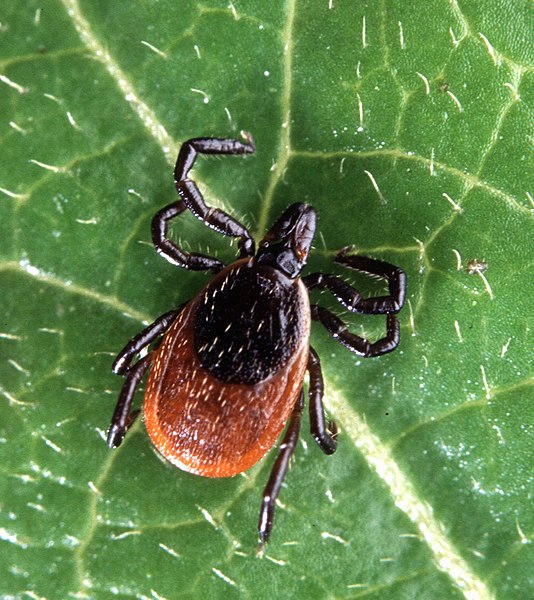 Maladie de Lyme : quand la tique attaque!