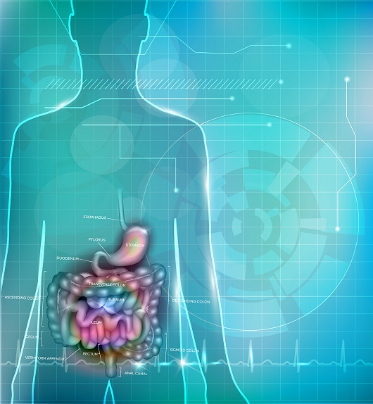 Flore intestinale et maladies inflammatoires chroniques de l'intestin